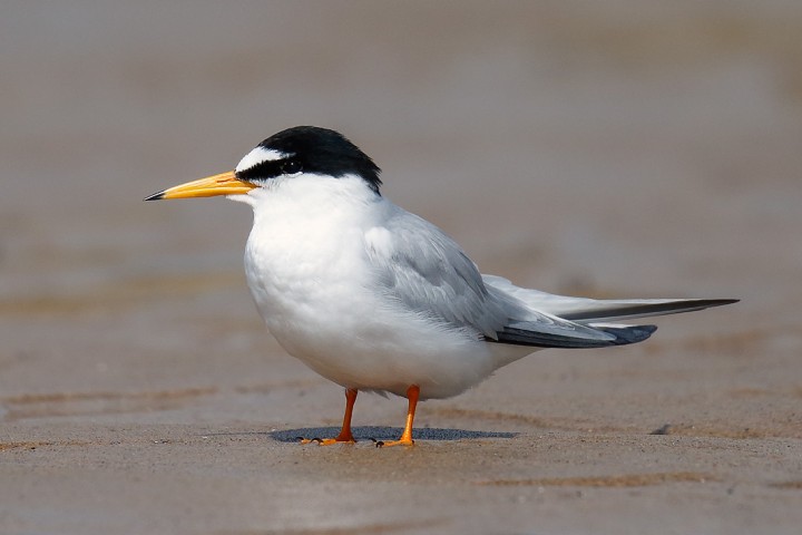 Record-Breaking Numbers of UK's Rarest Seabird Return to Island after Near Extinction